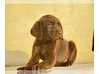 Labrador Retriever PUPPY FOR SALE ADN-768666 - chocolate Labrador retriever