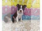 Boston Terrier PUPPY FOR SALE ADN-768637 - Boy boston terrier