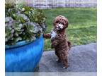 Cavapoo PUPPY FOR SALE ADN-768634 - Ellie the Cavapoo