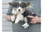 American Corgi PUPPY FOR SALE ADN-768625 - Bluie Corgi Puppies