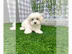 Maltese PUPPY FOR SALE ADN-768621 - Kobe