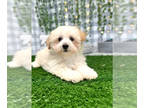 Poochon PUPPY FOR SALE ADN-768620 - Knuckles