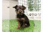 YorkiePoo PUPPY FOR SALE ADN-768612 - Sirius