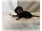 Dachshund PUPPY FOR SALE ADN-768610 - Black and tan smooth