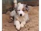 Australian Shepherd PUPPY FOR SALE ADN-768605 - Australian Shepherds FOR SALE