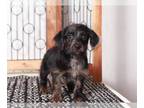 Yoranian-YorkiePoo Mix PUPPY FOR SALE ADN-768592 - Spike Dapper black Male