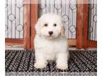 Bichpoo PUPPY FOR SALE ADN-768586 - Zenith Sweet female Poochon Puppy for Sale