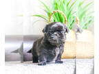 Shih Tzu PUPPY FOR SALE ADN-768571 - Shih Tzu Puppy