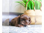 Shih Tzu PUPPY FOR SALE ADN-768569 - Shih Tzu Puppy