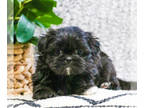 Shih Tzu PUPPY FOR SALE ADN-768561 - Shih Tzu Puppy