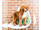 Poodle (Toy) PUPPY FOR SALE ADN-768560 - Miniature Poodle puppy