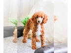 Poodle (Toy) PUPPY FOR SALE ADN-768559 - Miniature Poodle puppy