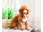Poodle (Toy) PUPPY FOR SALE ADN-768558 - Miniature Poodle puppy