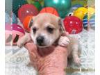 Chiweenie PUPPY FOR SALE ADN-768557 - Chelly Fawn Chiweenie Girl