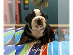 English Bulldog PUPPY FOR SALE ADN-768549 - Mr Cupid AKC Black Tri Trindle Male