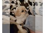 Pekingese PUPPY FOR SALE ADN-768514 - Male pekingese puppy