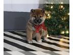 Shiba Inu PUPPY FOR SALE ADN-768510 - AKC Registered Shiba Inu For Sale Dundee