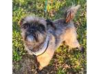 Adopt Mango a Shih Tzu, Brussels Griffon