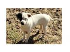 Adopt Patch a Rat Terrier