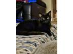 Adopt BRUCE WAYNE a Domestic Short Hair