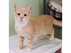 Adopt Butterscotch a Domestic Short Hair