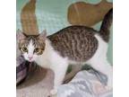 Adopt Keats a Domestic Short Hair, Tabby