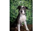 Adopt Horton a Schnauzer