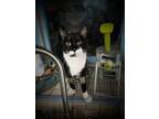 Adopt Murray a Domestic Short Hair, Tuxedo