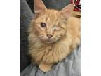 Adopt Sterling Jack a Domestic Long Hair