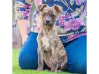 Adopt Rhodie a Black Mouth Cur, Terrier