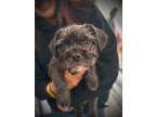 Adopt Harry a Brussels Griffon, Schnauzer