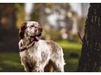 Adopt KRAMER a English Setter