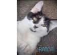 Adopt Rascal a Domestic Short Hair, Tuxedo