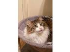Adopt Gizmo a Maine Coon, Domestic Long Hair