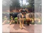 Alaskan Husky-German Shepherd Dog Mix DOG FOR ADOPTION ADN-768729 - German