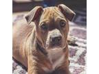 Adopt Neon a Pit Bull Terrier, American Staffordshire Terrier