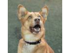 Adopt Jareth a Husky, Labrador Retriever