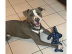 Adopt Smokie Bear a American Staffordshire Terrier