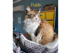 Adopt Puddin a Domestic Long Hair