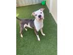 Adopt Rouxfus a American Staffordshire Terrier