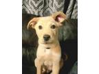 Adopt George a Labrador Retriever, Husky