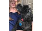 Adopt Jazzy a Miniature Poodle