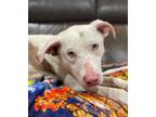 Adopt Dobby a Catahoula Leopard Dog, Mixed Breed