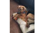 Adopt Duncan a German Shepherd Dog, Shar-Pei