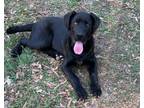 Adopt Bruno a Mastiff, Labrador Retriever
