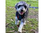 Adopt Paddy a Terrier