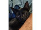 Adopt Licorice a Domestic Short Hair