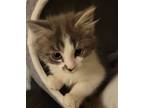 Adopt Blitzen a Domestic Medium Hair