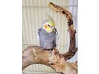 Adopt Pierre a Cockatiel