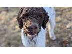 Adopt Mr. Tumnus a Poodle